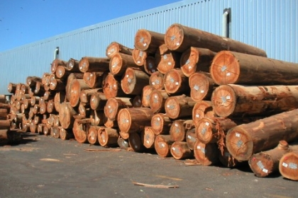 Eucalyptus Camaldulensis