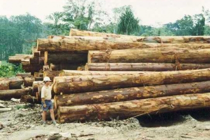 Eucalyptus Deglypta
