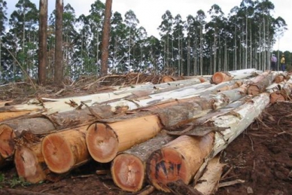 Eucalyptus Grandis