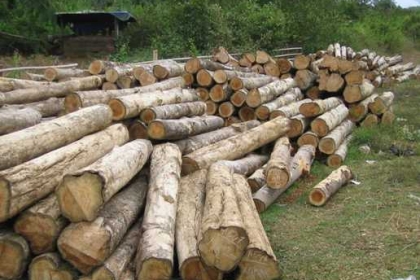 Plantation Teak