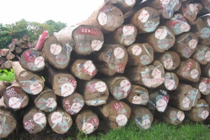 Teak